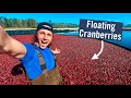 CRANBERRY HARVESTING Why Do They Flood The Fields