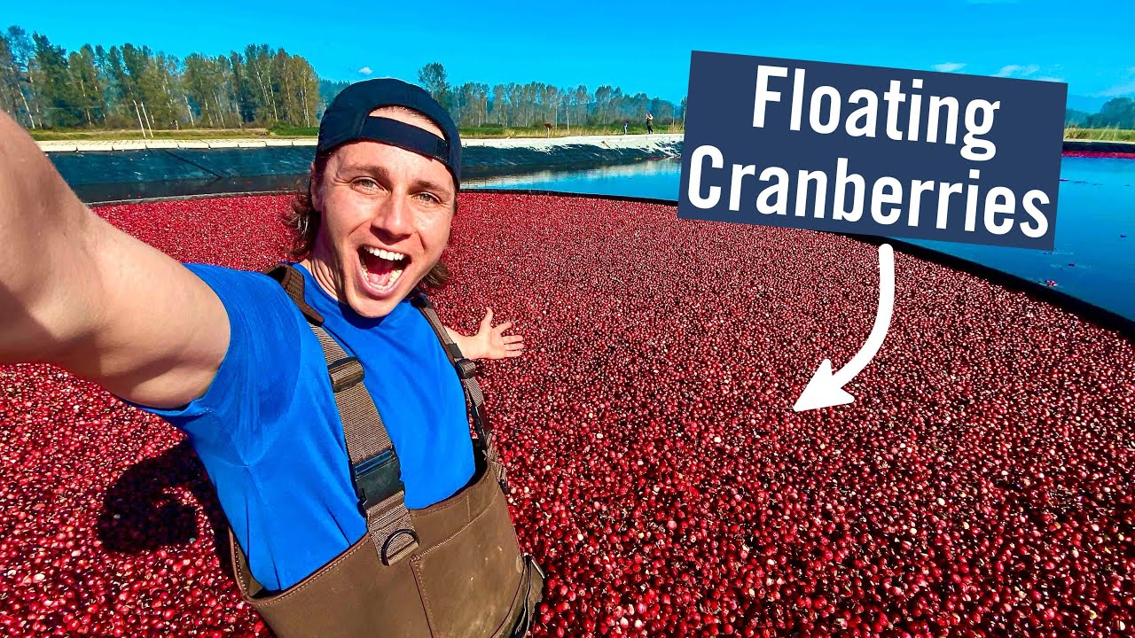 CRANBERRY HARVESTING - Why do they flood the fields?