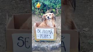Galletas de animales 🍪