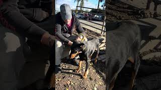 Video preview image #1 Doberman Pinscher Puppy For Sale in Pasadena, CA, USA