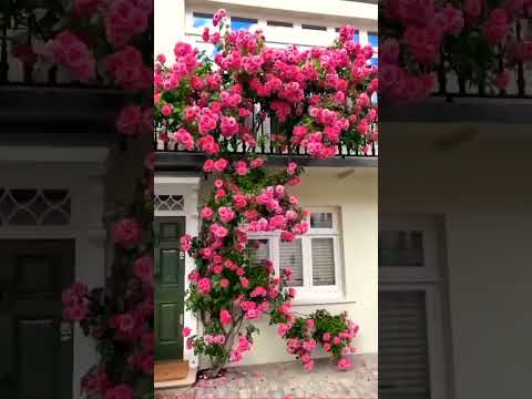 red climbing rose plant  // Popular Types of Roses to Beautify Your Garden // gulab ki bel // #rose