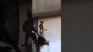 Cute Kittens #cat #cute #catvideo #cutecat #funnyvideo #funny