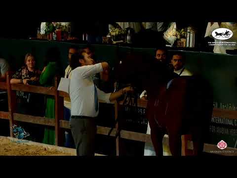 N 247 MAHEEB ATHBAH   The Kingdom International Championship For AH 2022   Colts 2 Years Old Class 8