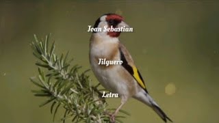 Joan Sebastian • Jilguero • Letra