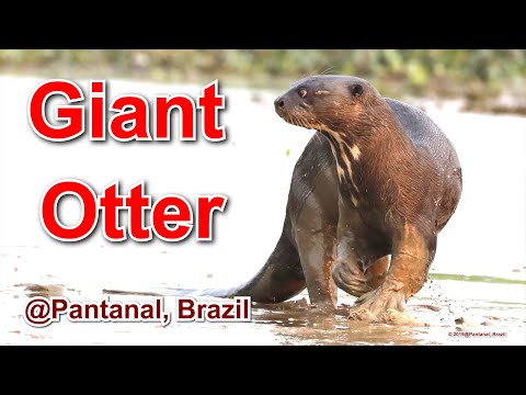 Giant Otter, Pantanal, Brazil