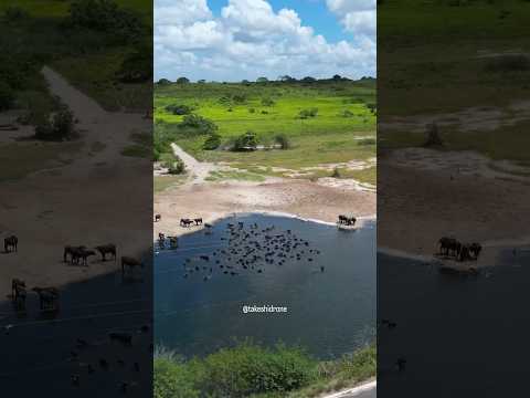 Criação de búfalos no Rio Grande do Norte, entre João Câmara e Taipu. 🎥: @takeshidrone. #Nordeste