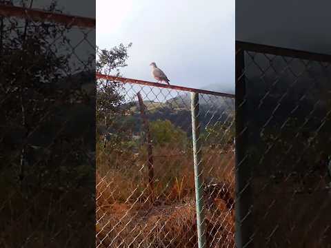 linda palomita de monte en la escuela de casa vieja