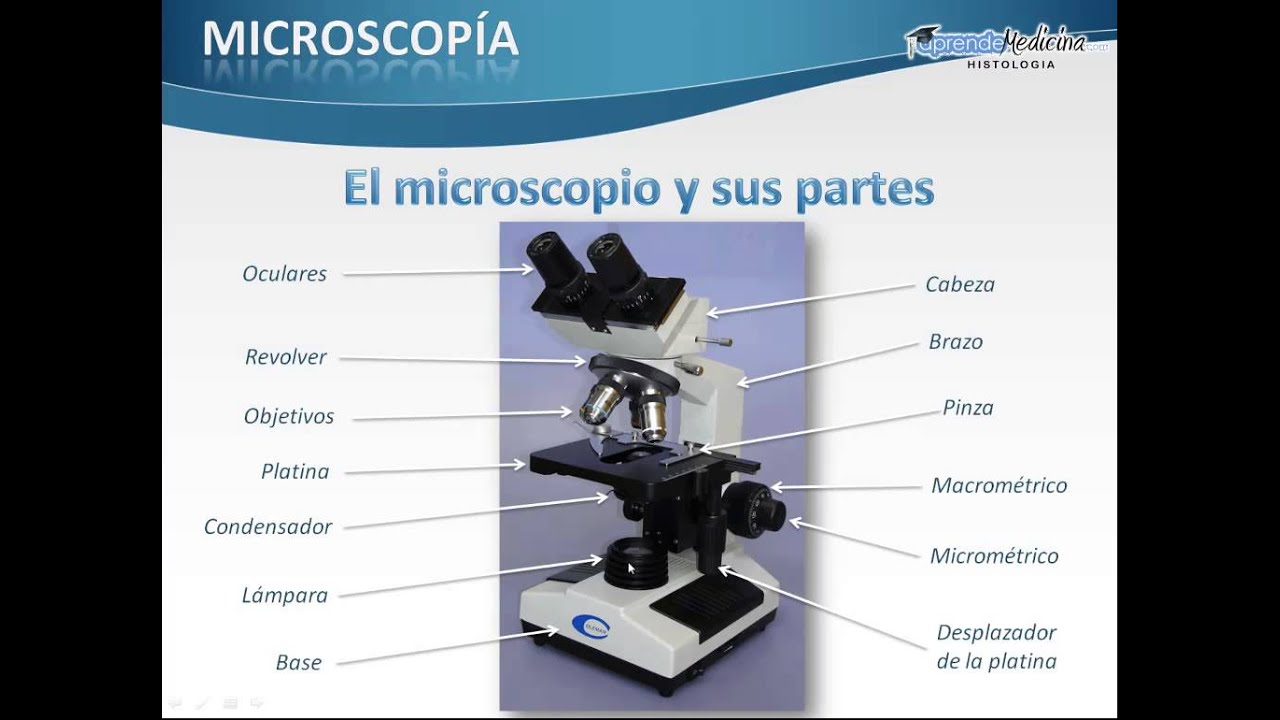 El microscopio y sus partes