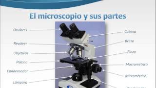 El microscopio      y   sus partes
