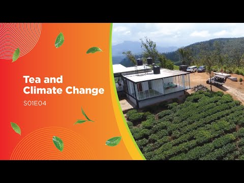 Why does a small tea company have a Climate Change Research Centre? – S01E04