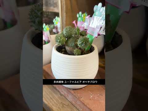 園芸 ユーフォルビア・ペンタゴナ