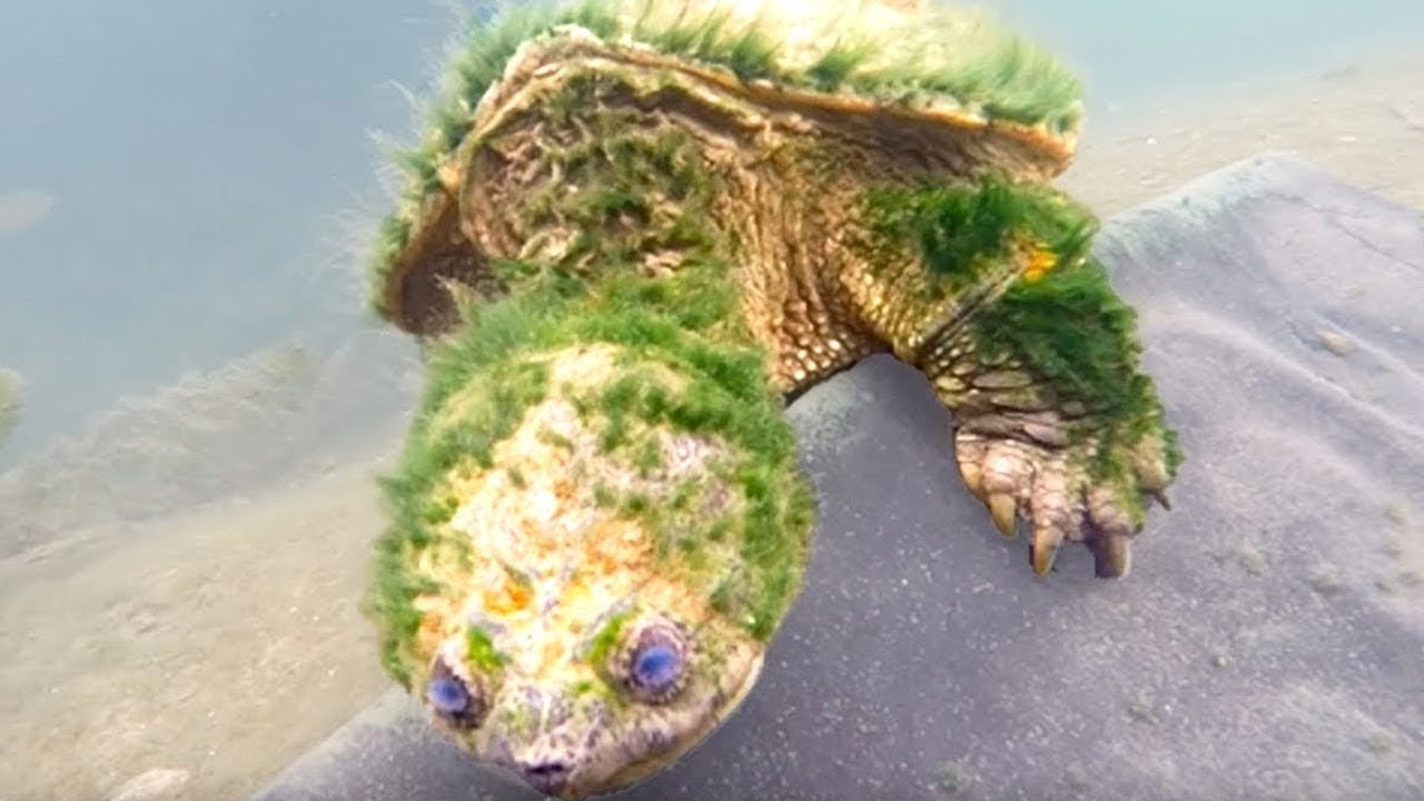 Animales Que Olvidaron Morir