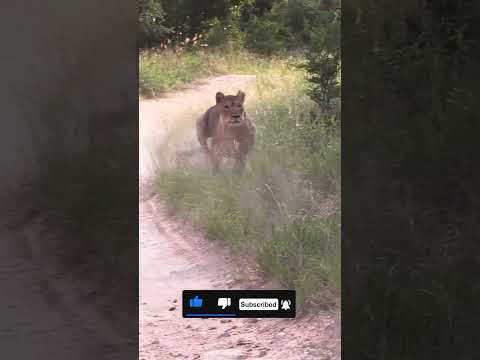 Lioness Chasing Two Cheetah Brothers