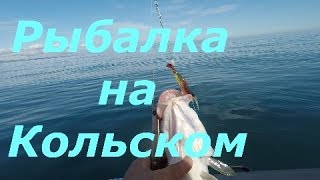 Морская рыбалка на кольском полуострове в августе
