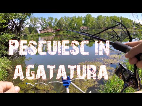 Pescuit la pluta in agatatura la caras cu mamaliga