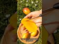 Mangue Honey Ataulfo video