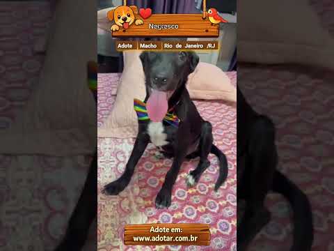 Vídeo de Negresco