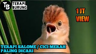 Download lagu Terapi Air Untuk Burung Cici Merah / Salome mp3