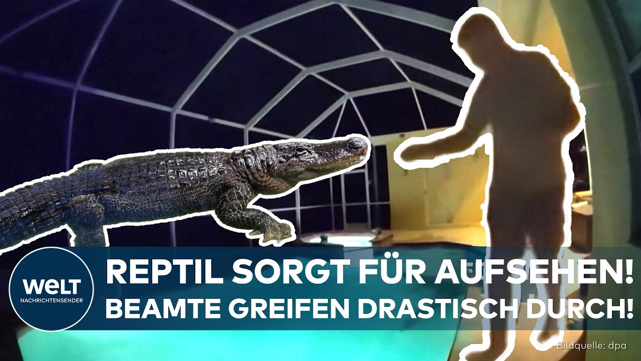 POOLPARTY ESKALIERT: Alligator geht planschen und sorgt für nächtlichen Polizei-Einsatz in Florida!