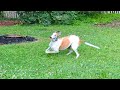 Adopted greyhound's first time in new backyard... he celebrates with zoomies!