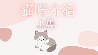 貓咪介紹 (上集)😺關於可愛的貓咪小知識