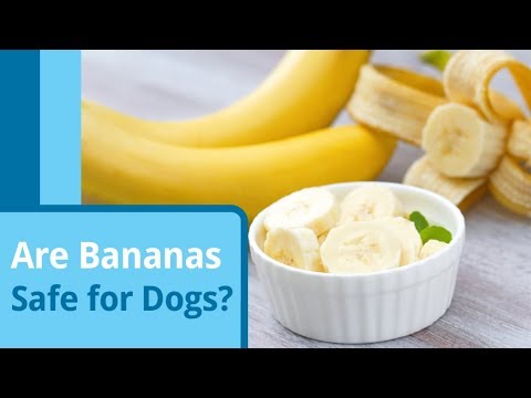 YouTube video about: Can dogs have banana nut muffins?