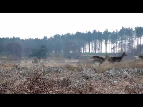 Fallow deer run at Rifle Range Corner