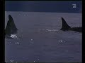 ProSieben 18 10 1997 Free Willy Doku