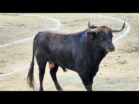 Canallo, novillo de Hermanos Sandoval, en Las Ventas