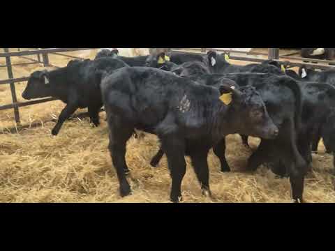 15 Quality Aberdeen Angus bull calves - Image 2