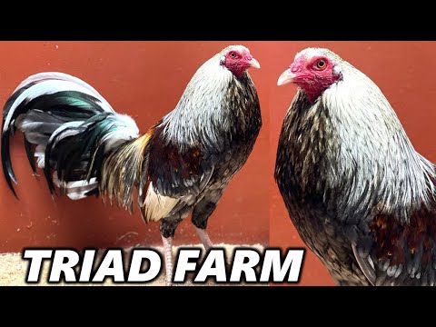 Blue Grey Beautiful Birds TRIAD FARM