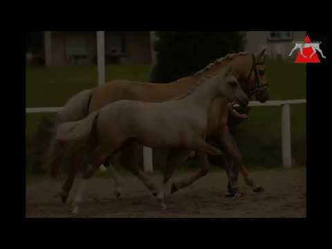 72 Perle von der Wiesharde SF v. Dance Star AT - Highway N