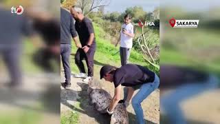 Oltaya Takılan 50 Kiloluk Dev Balık Şaşırttı