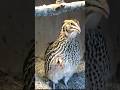 Female Quail Sound Batair Quail Youtubeshorts Viralshort