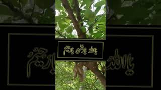 Download lagu ya allah ya rahman ya rahim ka wazifa mp3