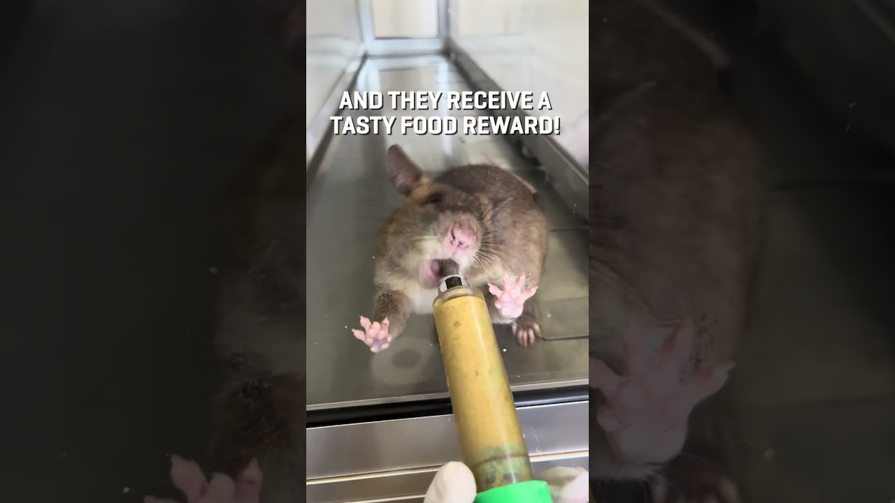 Did you know that rats can help stop disease?