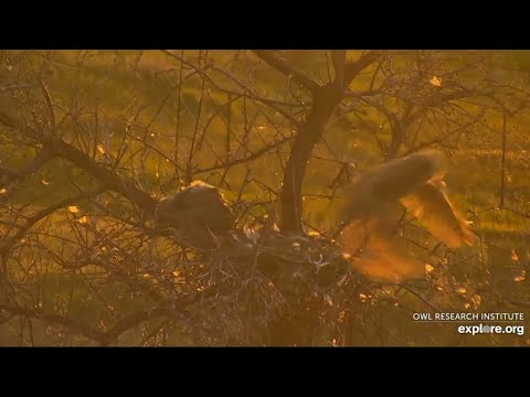 Great-horned Owls @Roger's Place - 5/21/2022 - Owlet 2nd Adventure at sunset