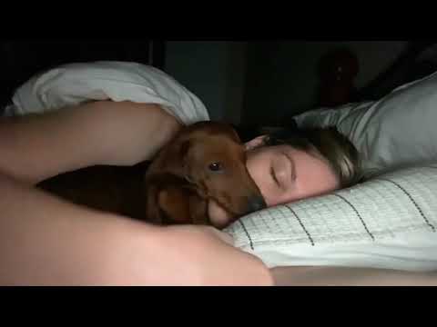 Dachshund Sneaks Into His Mama's Bed At Night To Snuggle