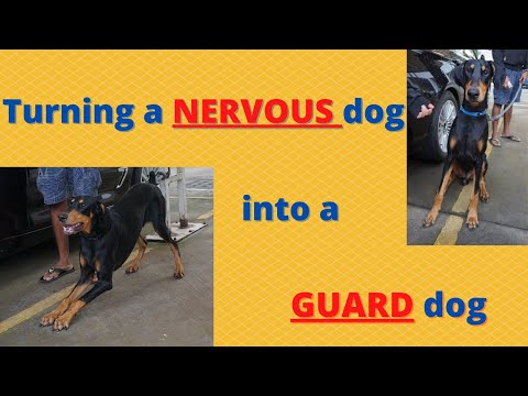 Transforming a shy doberman pinscher into a guard dog!