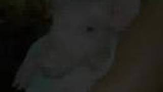 This is Me (Delta Goodrem) Morning Rise Farm &amp; Animal Rescue