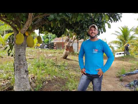 Vende-se sítio em Rio Formoso PE 1 km do asfalto 2 Km do centro da cidade 6 hectares