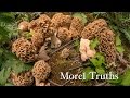 The mother load of morel mushrooms under one tree RAW video