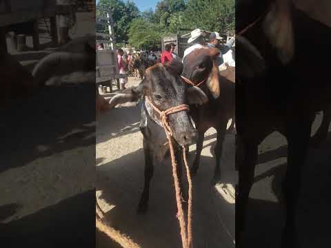 precio del ganado pequeño en santiago Nonualco, La Paz Centro