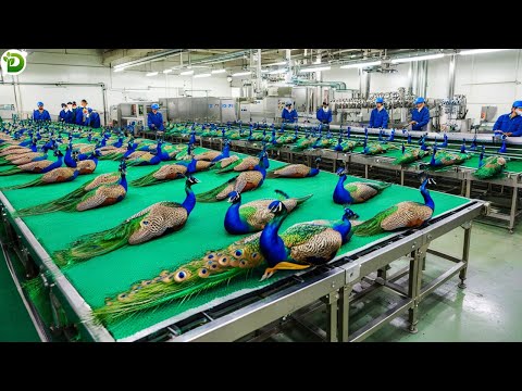 Peacock Meat Technology - Chinese Farmers Profit From World's Most Beautiful Bird | Peacock Industry