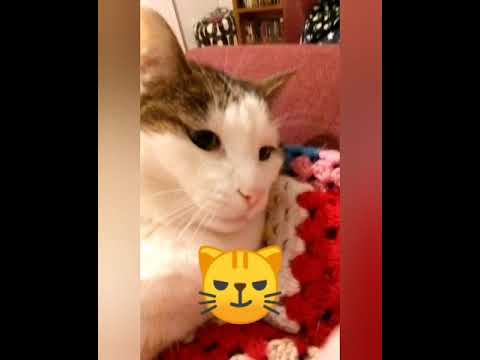 Pink nose MUST be booped!