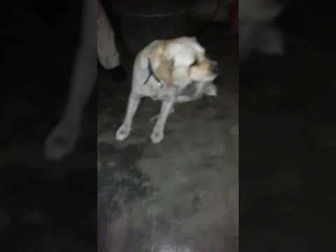 Papa vs dog and this I am mehjabin