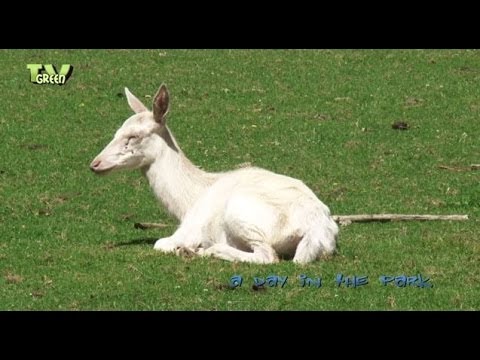 European wildlife: red deer - alpine marmot -  chamois - wild boar - capra ibex