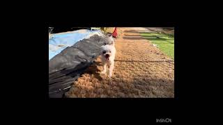 Video preview image #1 Maltese Puppy For Sale in Seattle, WA, USA
