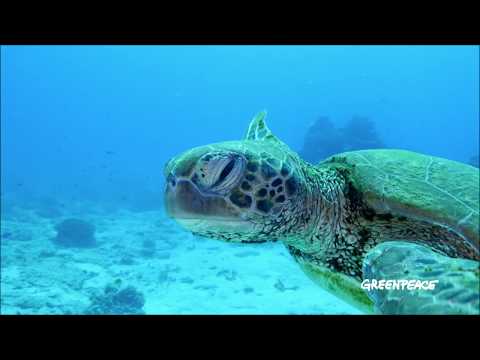 Meerestiere sterben wegen der Plastikverschmutzung im Meer