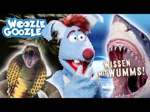Die GEFÄHRLICHSTEN TIERE der Welt l WOOZLE GOOZLE